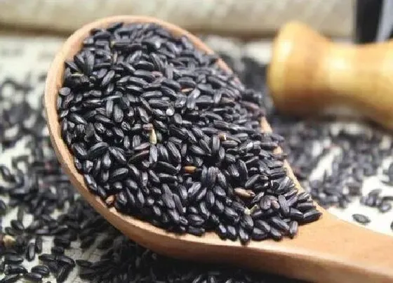 食用科普|七色糙米都有什么米配比的（七种糙米是哪几种颜色）