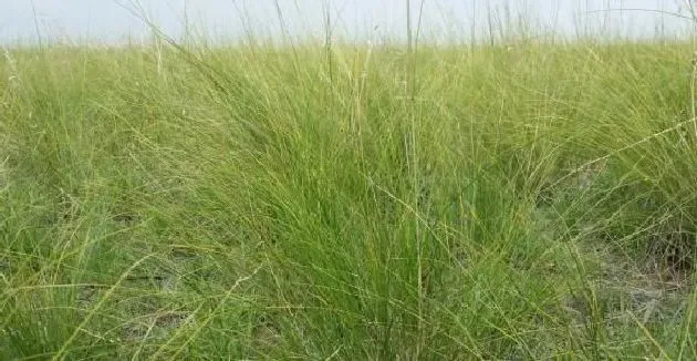 植物种类|多年生牧草品种简介及图片（适合北方种植的耐寒高产牧草）