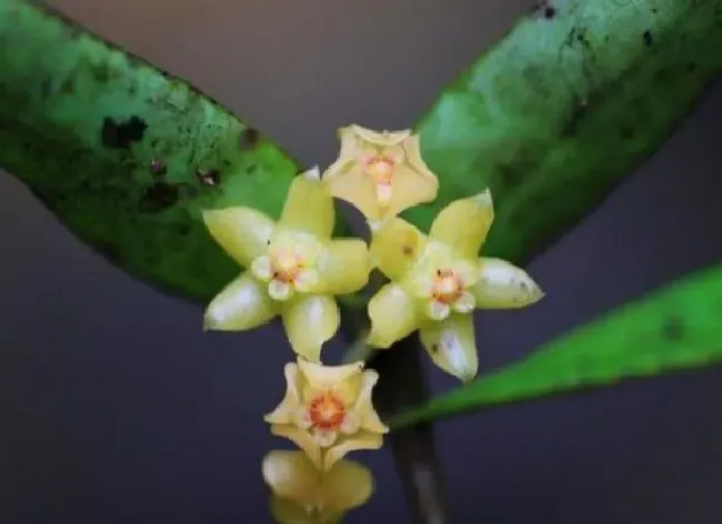 植物百科|云南保山龙陵首次发现缅甸球兰 由9种增至10种