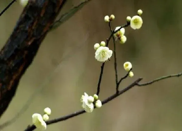 养殖方法|干枝花怎么养及养殖方法