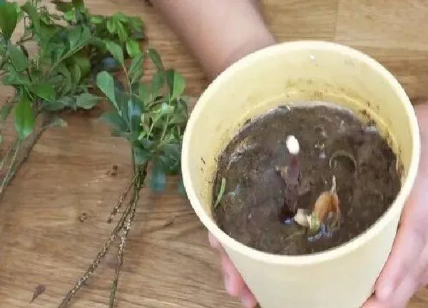 植物扦插|米兰几月份扦插最好