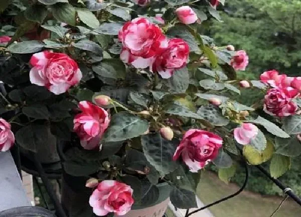 植物浇水|水梅花几天浇一次水 春夏秋冬各不同