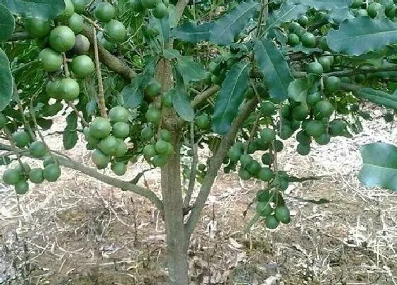 植物百科|牛油果长在树上还是地上 长在树上什么样子（图片）