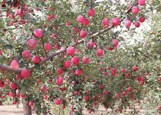 果实科普|苹果树几年开花结果