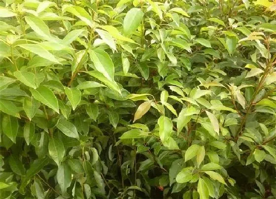 植物播种|香樟什么时候播种 合适播种时间