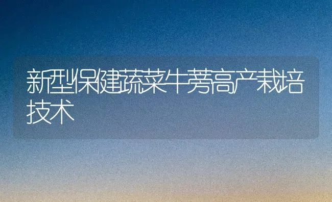 新型保健蔬菜牛蒡高产栽培技术 | 蔬菜种植