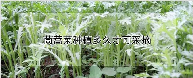 茼蒿菜种植多久才可采摘 | 耕种资料