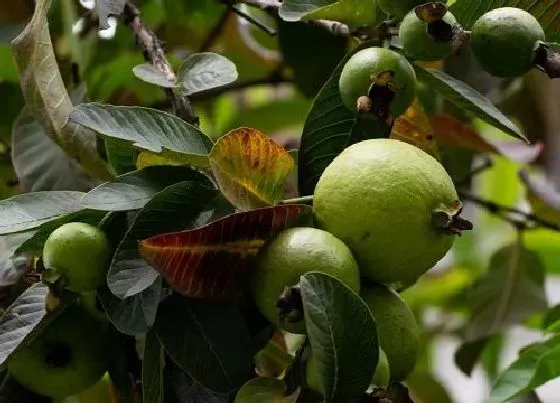 植物百科|菲油果苗品种介绍（菲油果种植栽培技术，几年结果）