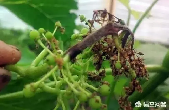 植物病害|葡萄灰霉病防治用什么药最好（打什么药治疗效果最好）