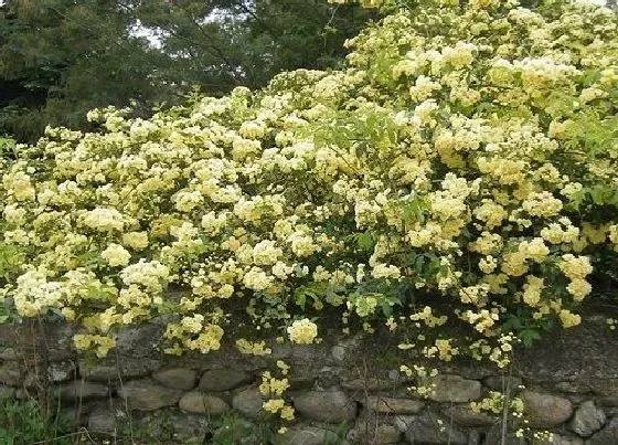 开花时间|木香花什么时候开花 花期是多长时间