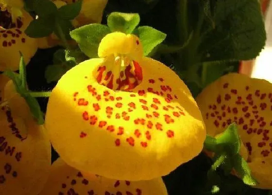 花语|什么花代表财富