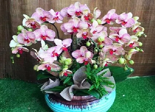 植物换土|蝴蝶兰怎么换土换盆