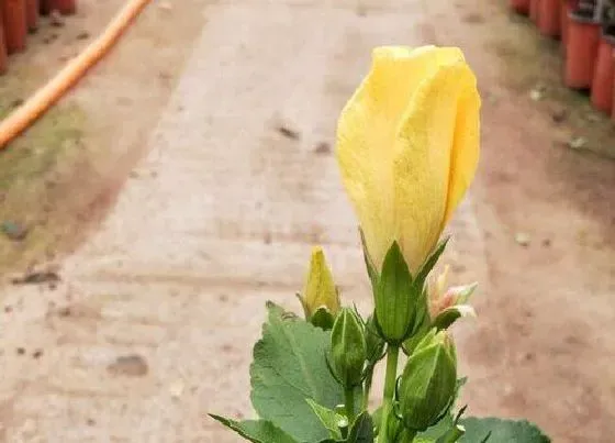 开花时间|桑叶牡丹一年开几次花