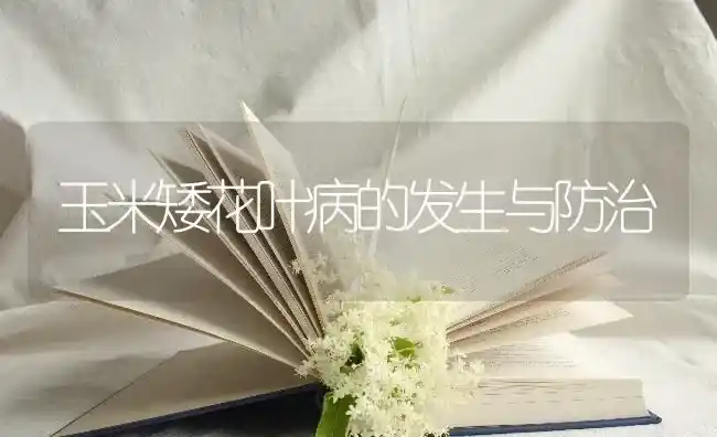 玉米矮花叶病的发生与防治 | 粮油作物种植