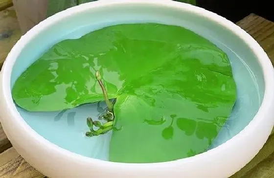 植物繁殖|碗莲怎么繁殖 繁殖时间和方法图解