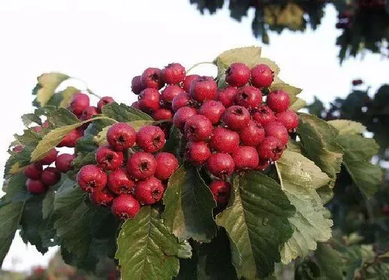 植物百科|山楂又叫什么名字