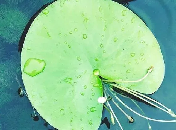 植物繁殖|碗莲怎么繁殖 繁殖时间和方法图解