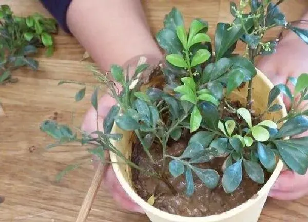 植物扦插|米兰几月份扦插最好