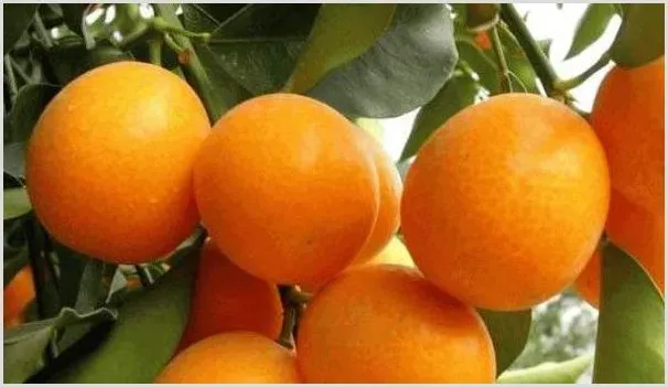 金桔开花怎么维护 | 农业科普