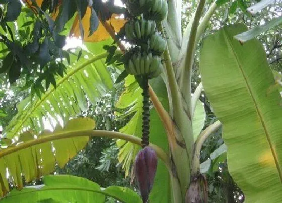 果实成熟|芭蕉几月份成熟