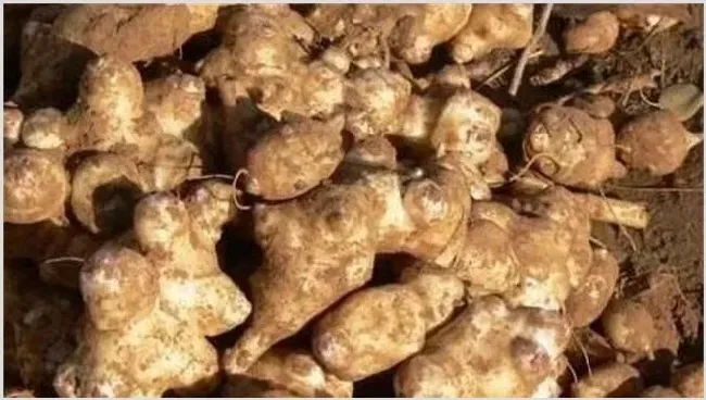 洋姜种植要点 | 养殖技术