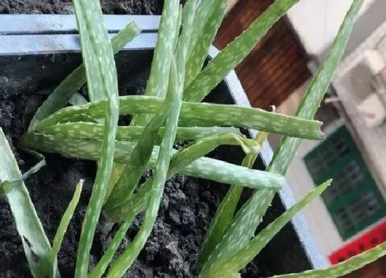 植物排行|多肉植物有哪些