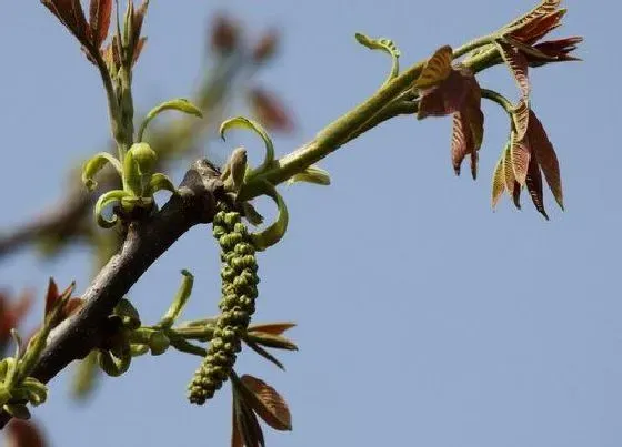 植物百科|核桃开花吗 什么时候开花结果