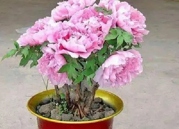 植物移栽|牡丹怎么分盆容易成活