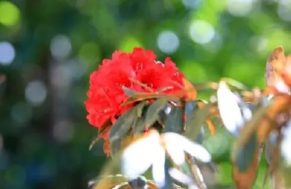 盆景|马樱花下山桩怎么养活 栽种成活率高的方法