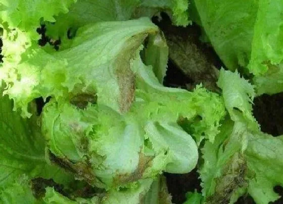 植物病害|生菜病毒病症状与防治方法