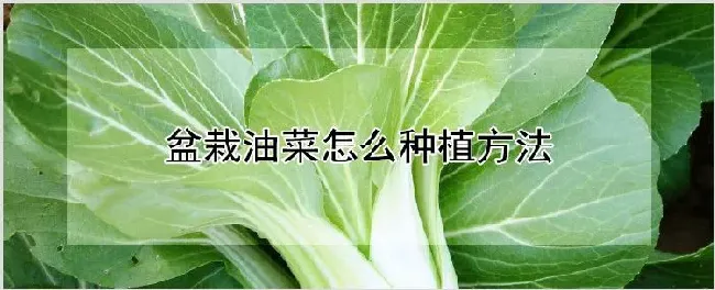 盆栽油菜怎么种植方法 | 自然知识