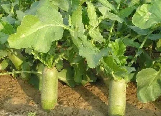 植物施肥|种萝卜用什么肥料最好