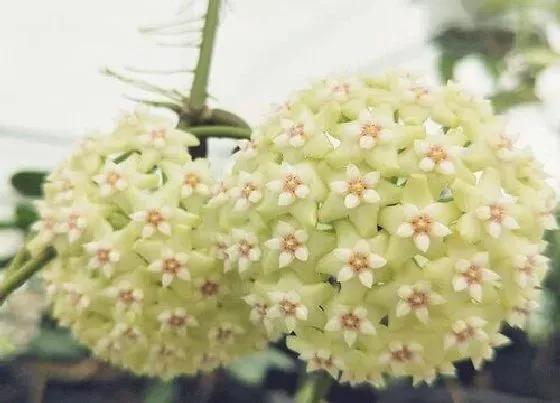 开花时间|球兰花一年开几次花