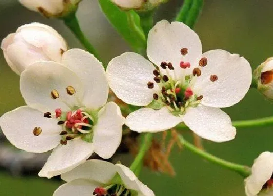 种植位置|梅花可以种在院子里吗