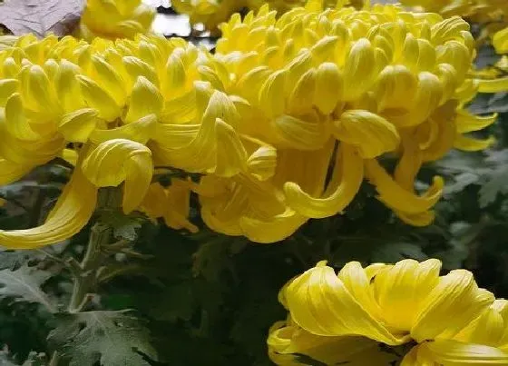 冬天植物|菊花怕冻吗（冬天菊花在室外可以过冬吗）