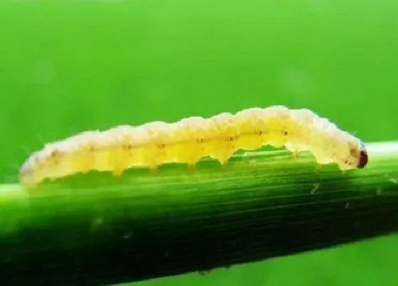 植物虫害|榕树钻心虫防治方法