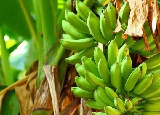 果实成熟|芭蕉几月份成熟