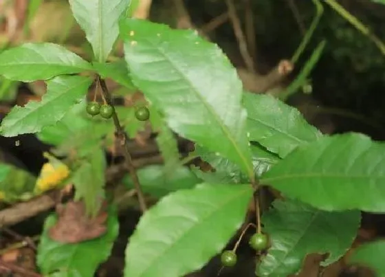 植物百科|地被花卉有哪些