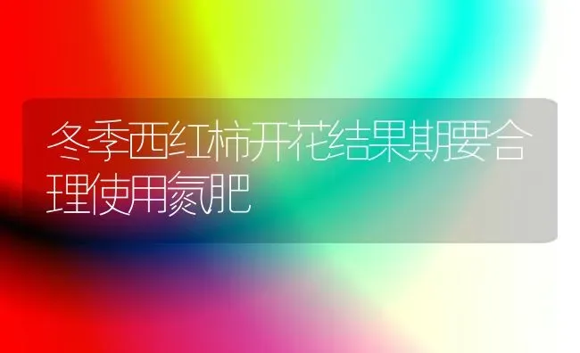 冬季西红柿开花结果期要合理使用氮肥 | 瓜果种植