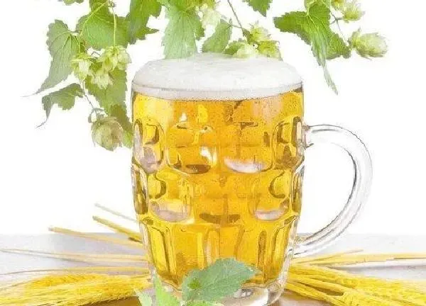 植物浇水|过期啤酒可以浇花吗