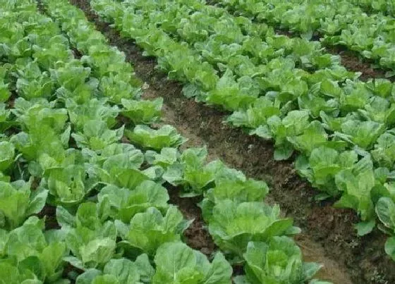种植管理|大白菜种植时间和收获时间