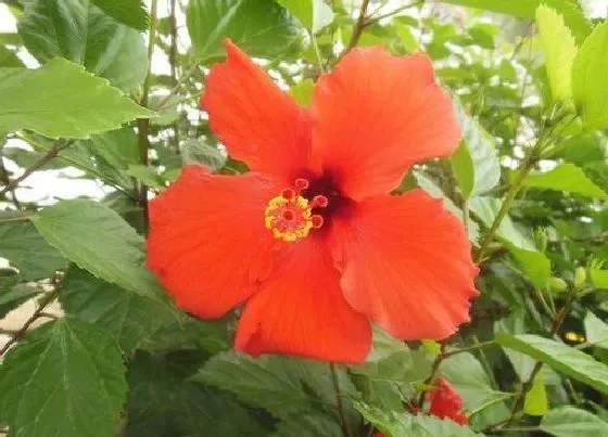 开花时间|桑叶牡丹一年开几次花