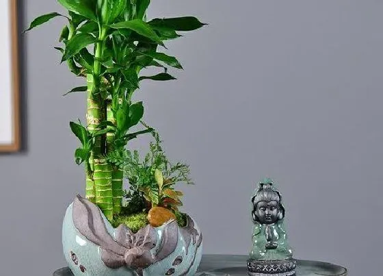 植物毒性|节节高有毒吗 可以放在室内养吗