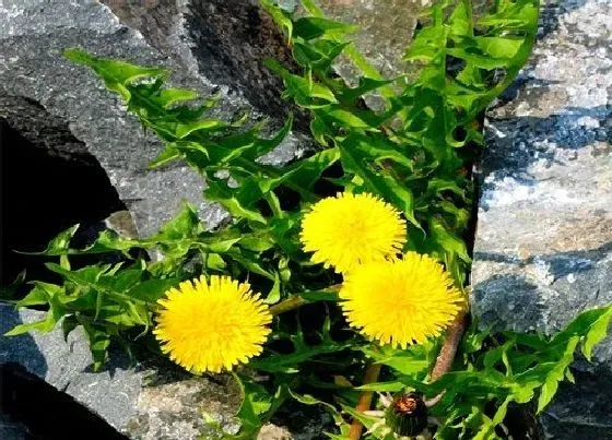 植物百科|蒲公英会开花吗 在什么时候开花