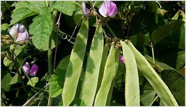 扁豆黑斑病防治技巧 | 种植施肥