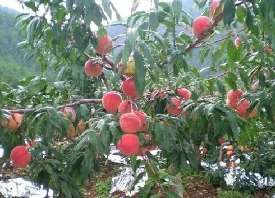 种植百科|屋后可以种桃树吗