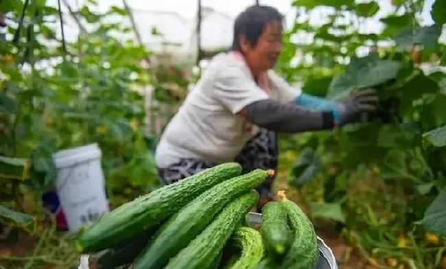 植物施肥|黄瓜冲施什么牌子水溶肥好，黄瓜用什么水溶肥产量高）