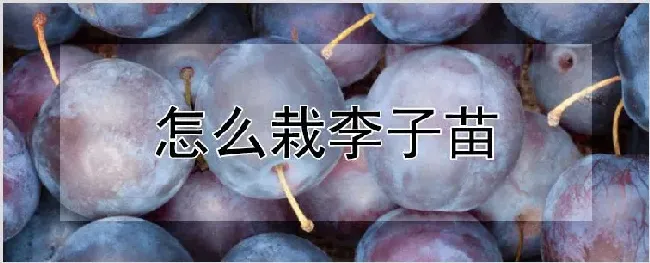 怎么栽李子苗 | 农业技术