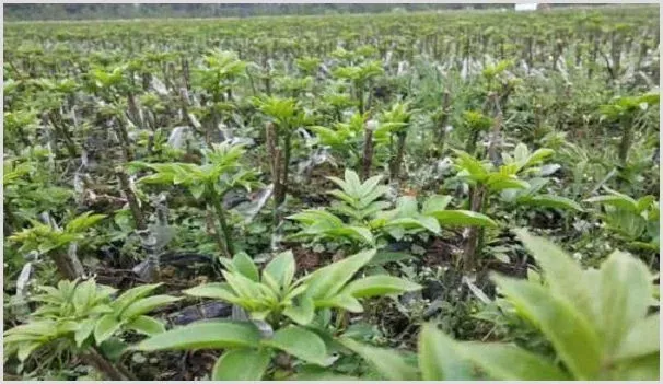 冬春季怎么施生物菌肥比较好 | 种植病虫害