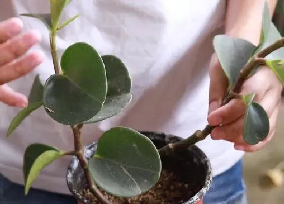 植物繁殖|豆瓣绿扦插繁殖方法和注意事项